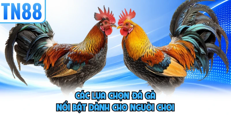 Các lựa chọn đá gà nổi bật dành cho người chơi